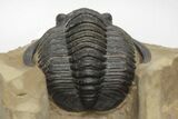 Diademaproetus Trilobite - Foum Zguid, Morocco #216513-3